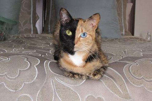 Двуликая кошка Венера Двуликая кошка Венера