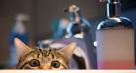 котэ следит за тобой из убежища