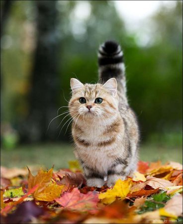 Коты гуляют по осенней листве