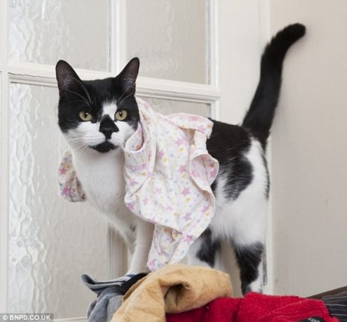 Кот по кличке "Dennis" ворует вещи у соседей. Кот по кличке "Dennis" ворует вещи у соседей.