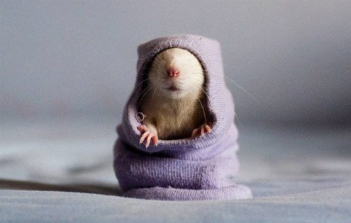 Прикольные крысы милые пушистики