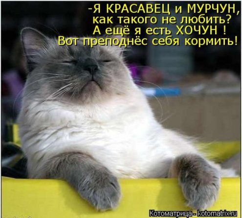 Смотрите фото кошек и котов картинки с надписями