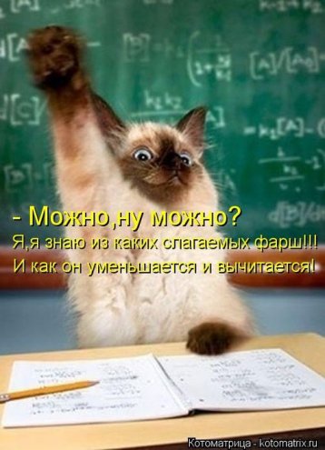 Смешные кошки фото с подписями