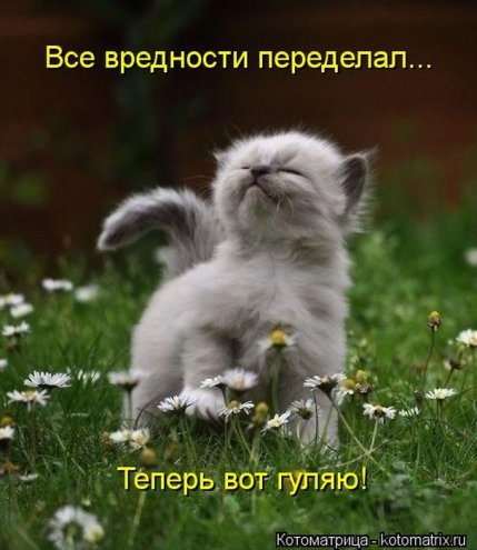 Смешные кошки фото с подписями