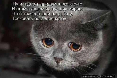 Смешные кошки фото с подписями