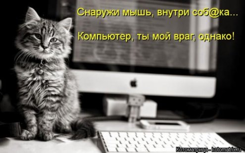 Смешные кошки фото с подписями