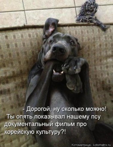 Смешные кошки фото с подписями