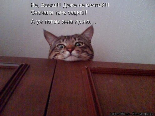 Смешные кошки фото с подписями