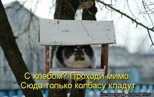 Смешные кошки фото с подписями