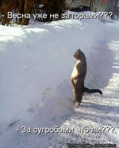 Смешные кошки фото с подписями