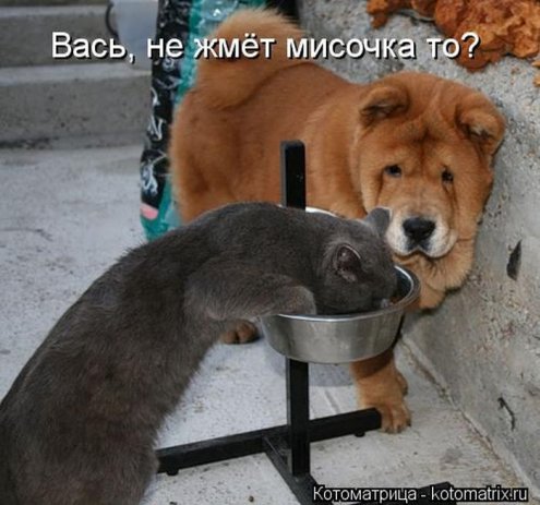 Смешные кошки фото с подписями