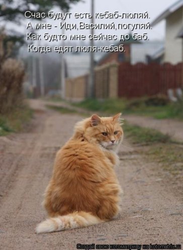 Смешные кошки фото с подписями