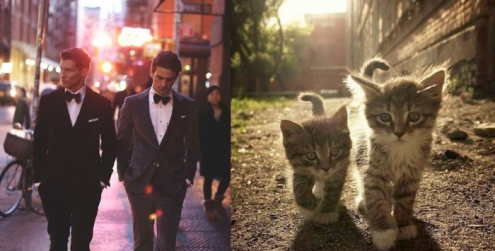Котята и смазливые мачо фото проект "Des Hommes et des Chatons" Котята и смазливые мачо фото проект "Des Hommes et des Chatons"