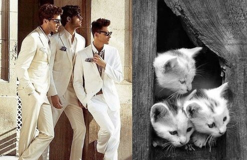Котята и смазливые мачо фото проект "Des Hommes et des Chatons" Котята и смазливые мачо фото проект "Des Hommes et des Chatons"
