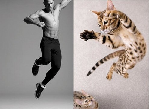 Котята и смазливые мачо фото проект "Des Hommes et des Chatons" Котята и смазливые мачо фото проект "Des Hommes et des Chatons"