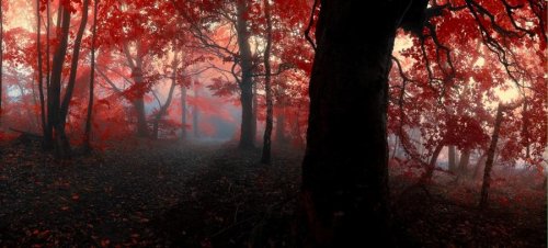 Очень красивая серия работ чешского фотографа Janek Sedlar.