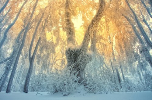Очень красивая серия работ чешского фотографа Janek Sedlar.