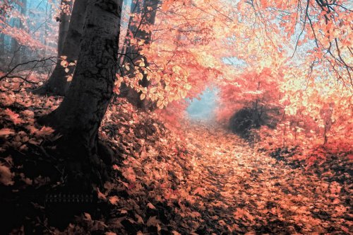 Очень красивая серия работ чешского фотографа Janek Sedlar.