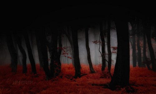 Очень красивая серия работ чешского фотографа Janek Sedlar.