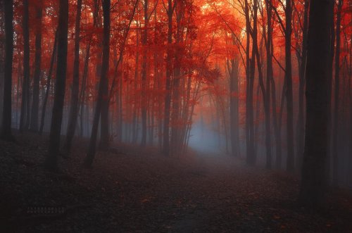 Очень красивая серия работ чешского фотографа Janek Sedlar.