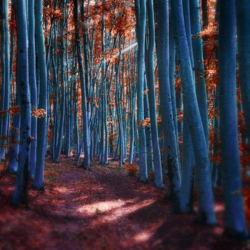 Очень красивая серия работ чешского фотографа Janek Sedlar.