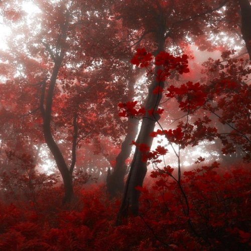 Очень красивая серия работ чешского фотографа Janek Sedlar.