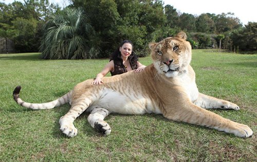 Лигр Геркулес из заповедника «Myrtle Beach Safari».