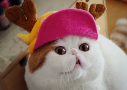 Милый котик по кличке - Снупибейб новый герой интернет пространства.