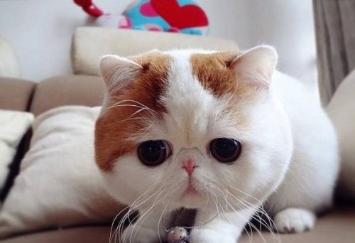 Милый котик по кличке - Снупибейб новый герой интернет пространства.