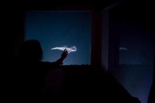 Подводные комнаты в отеле Manta.