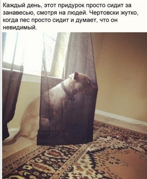 Лучше смешных могут быть только ржачные фото приколы.