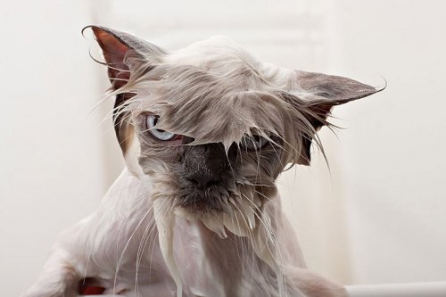 Мокрые коты