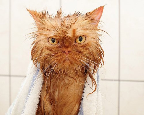 Мокрые коты