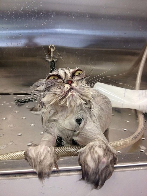 Мокрые коты