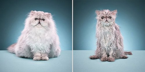 Мокрые коты