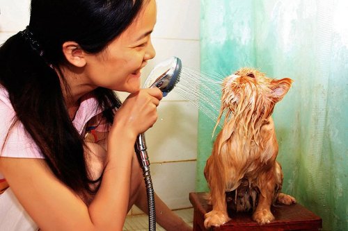 Мокрые коты