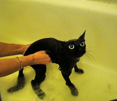 Мокрые коты