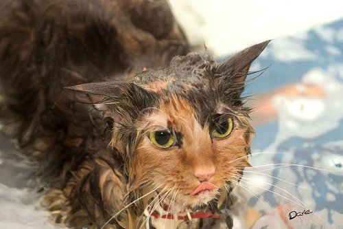 Мокрые коты