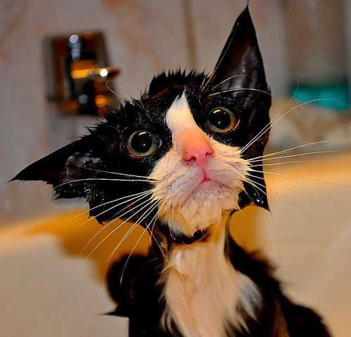 Мокрые коты