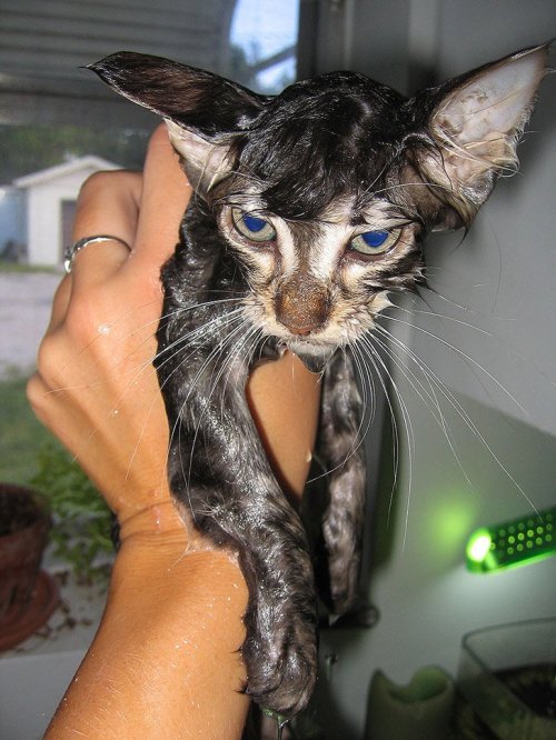 Мокрые коты