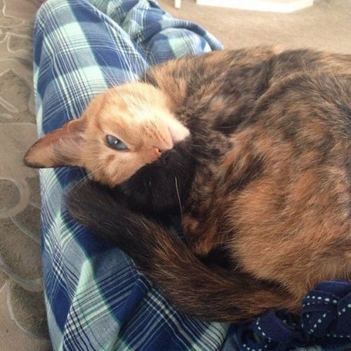 Двуликая кошка Венера Двуликая кошка Венера