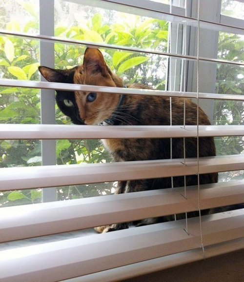 Двуликая кошка Венера Двуликая кошка Венера
