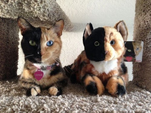 Двуликая кошка Венера Двуликая кошка Венера