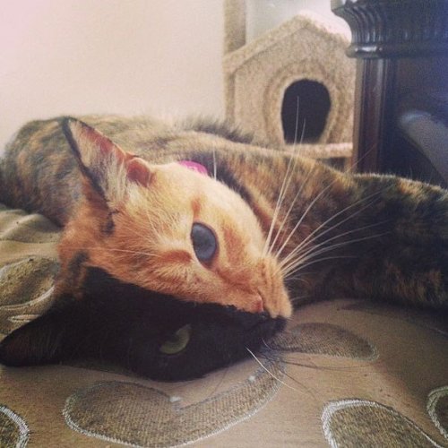 Двуликая кошка Венера Двуликая кошка Венера