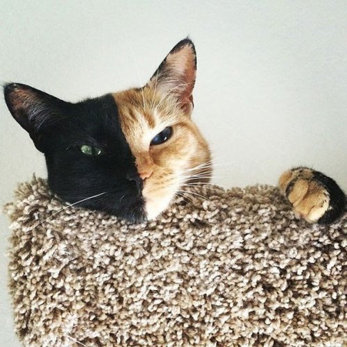 Двуликая кошка Венера Двуликая кошка Венера