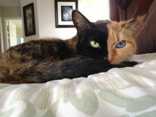 Двуликая кошка Венера Двуликая кошка Венера