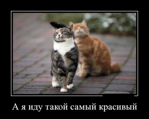 Скачать демотиваторы
