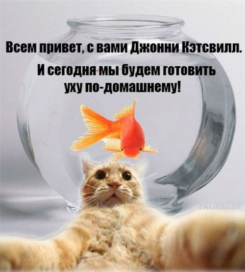 Джонни Кэтсвилл