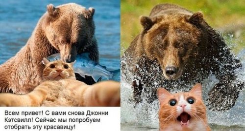 Джонни Кэтсвилл