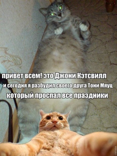 Джонни Кэтсвилл